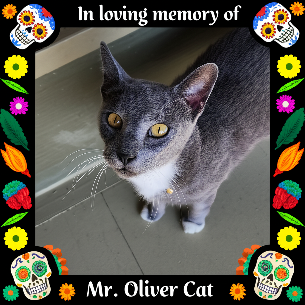 Oliver Cat Frame 3